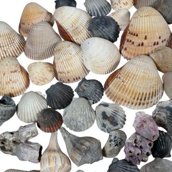 Lg Sea Shells Huge Lot Beautiful Assorted Seashells 3+ lbs. Crafts Decor Collect - Picture 8 of 10